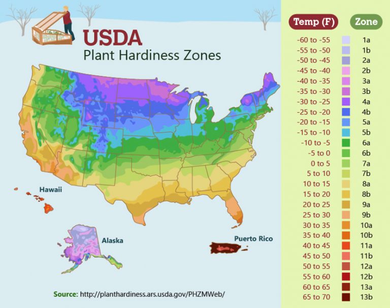 Whose Zone is it Anyway? A Breakdown of Plant Hardiness Zones, Frost